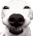 dogsmile