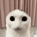 STARE