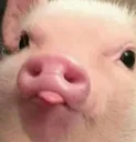 piggyblep