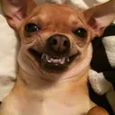 GpDogSmile