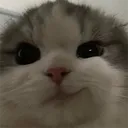 cat_smirk cat_smirk