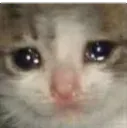 CatCrying