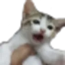 helpCatScream Discord Emoji