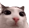 catblink