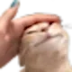 patcat