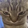 AngryPussay