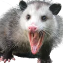 AwesomePossum