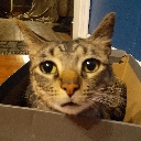 PussinBox Discord emoji