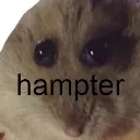 hampter