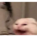 catwheeze