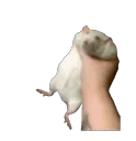 ratgrab