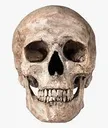Realisticskull