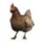 CSGO_Chicken