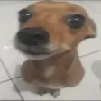 vegDog