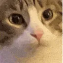 chomp1