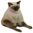 Sittin