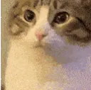 chomp4