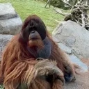 orangeMonke Discord Emoji