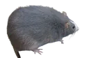 bigrat