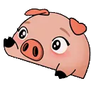 BongoPig