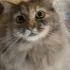 cat_oh