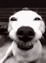 Dogsmile Dogsmile