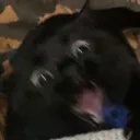 attackcat