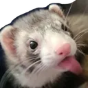 TSQferret