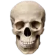 S0_MyActualSkull
