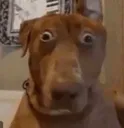 ruhroh