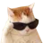 catsunglasses
