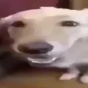 butterdog