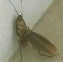 roaches