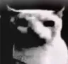 catDark_SG