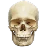 grunk_skull grunk_skull