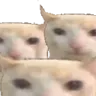 BruhCats