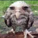 pajarofiero