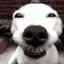 doggrin doggrin