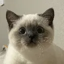 TalkBoxHuh