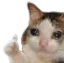 catgood