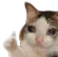 :catgood: