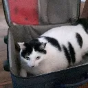 travelling travelling