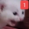PING