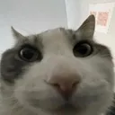 catStare