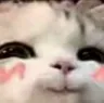 cat cat