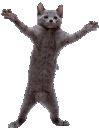 catdance Discord Emoji