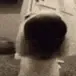 sniffa sniffa