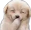 gigglepup