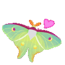 mothlove