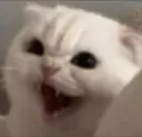 paod_yatooooo